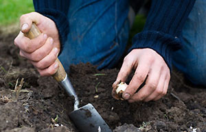 Image: Planting bulbs