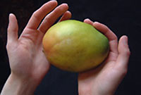 pair of hands holding a mango