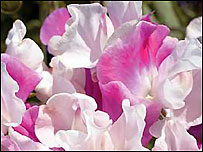 Sweet Pea Odorata Melody Rose