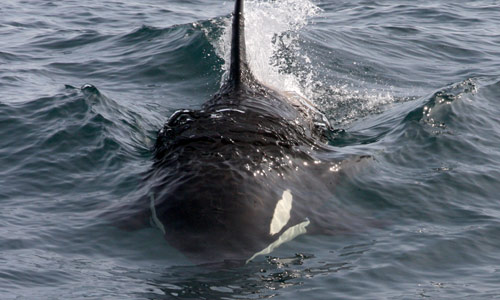 orca.jpg