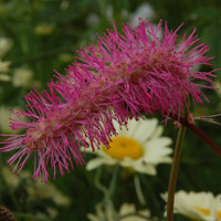 Sanguisorba obtusa at Daisy Roots