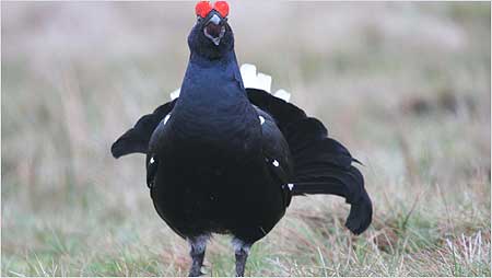Black Grouse c/o Margaret Holland