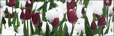 Tulips in the snow