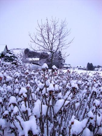 inverness-trees-snow.jpg