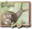 snail