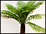 Tree fern Dicksonia Antartica