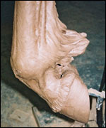 Hoof detail