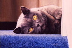 Image: Cyan on the Stair, British Shorthair Blue Cream by Jacqueline Gaylard, Acrylic on Board, 9.75 x 12.25 ins, courtesy of the artist and The Society of Feline Arts Exhibition, at the Llewellyn Alexander Gallery, London