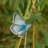 Chalkhill Blue