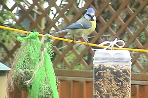The birds in Heather's garden are too occupied this spring to notice her pet cats! 