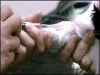 A dog receiving an injection.