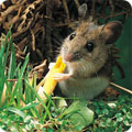 Wood mouse