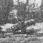 Photograph for identification.