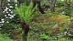 Arduaine Gardens tree fern.