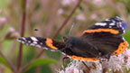 Red Admiral butterfly