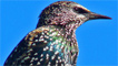 A starling