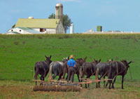 Amish man farming