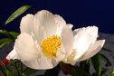 Paeonia 'White Wings' on The Dalerush Garden