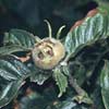 Mespilus germanica