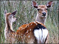 Sika deer