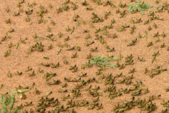 Gathering trouble - desert locusts in Mauritania. Credit Iain Couzins
