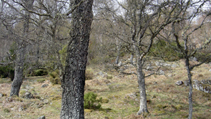 Native trees in the Caledonian Forest at Dundreggan.