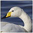 Birds and otters video (Image: Whooper Swan RSPB Images/Sue Tranter)