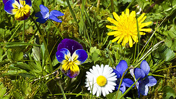 Edible flowers