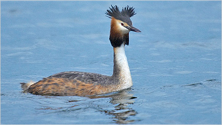 Great Crested Grebe c/o northeastwildlife.co.uk