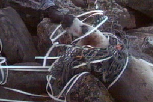 Isobel helps with a rescue operation