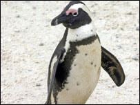 Penguin