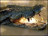 Crocodilo de água salgada