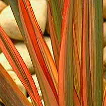New Zealand flax