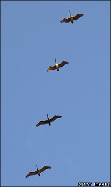 Brown_pelicans