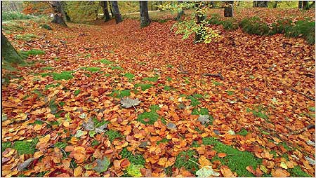 Leaves c/o Jaybee and NE Wildlife