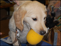 Our Guide Puppy Darcy