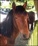 New Forest Pony