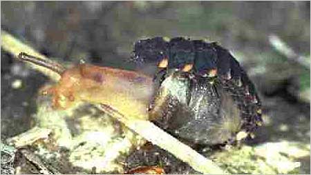Glow worm and snail c/o John Tyler