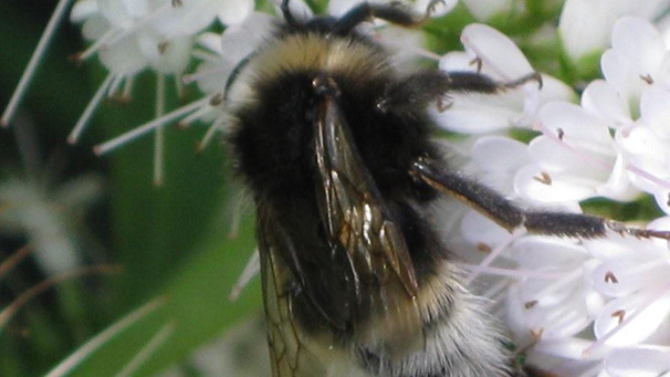Jean Livingstone from Livingston spotted this bee hard at work in her garden. She says it's good to know that he and his friends are around after hearing they are disappearing.