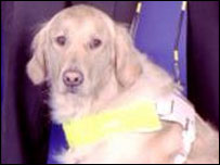 A guide dog