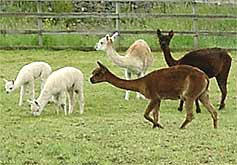 A kind of woolly hairy goat