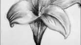 Flower drawing...