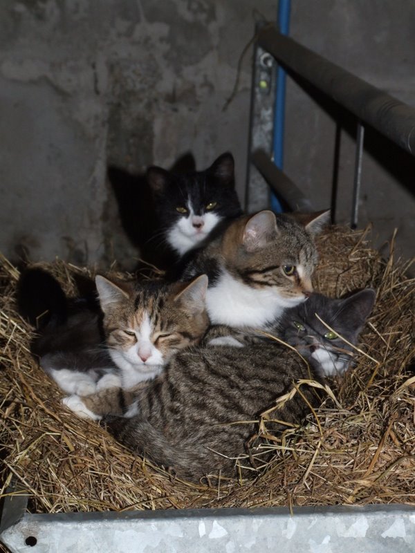 Hayrack as a bed