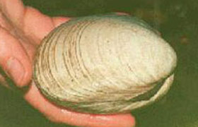Quahog