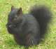A close up of a black squirrel. © Anglia Ruskin University.