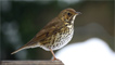 A song thrush 