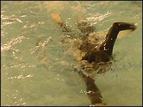 Kimberley training for the Great North Swim