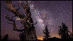 Blazing Bristelcone, de Tom Lowe, foto vencedora do concurso
