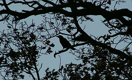 Rook
