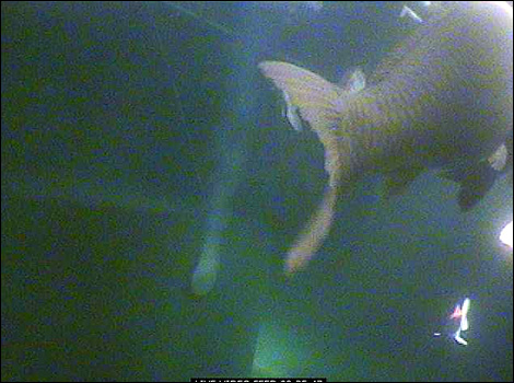 Rainbow Koi, Melksham - Koi Cam